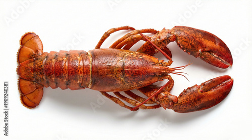 lobster isolated on white background 