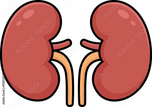 Kidney illustration
