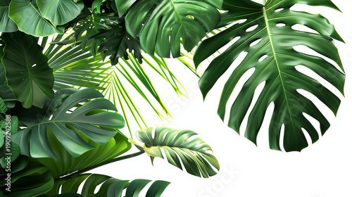 Monstera and Palm Leaf Border for Biophilic Home Decor.