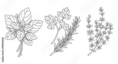Herbal illustration: Basil, Parsley, Rosemary, Thyme isolated on white background