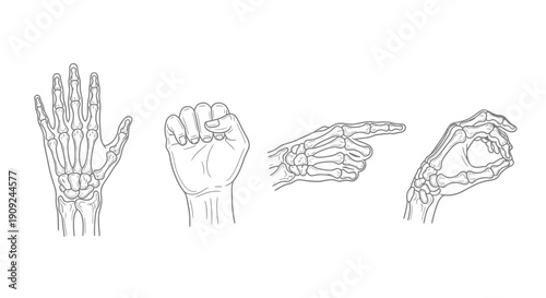 Hand Anatomy and Gestures: Skeleton and Outline Illustrations