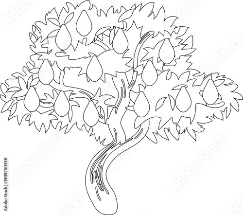 Coloring page with avocado tree (Persea americana) with fruits on white background