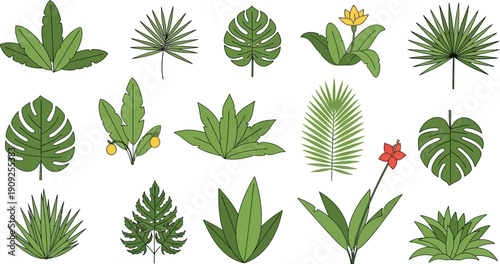 Collection of Various Tropical Leaves and Plants.