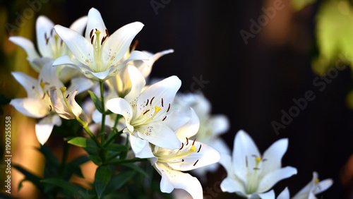 Lilium. white lily. beautiful lily flower, close-up. delicate white lilies in the garden, in the flowerbed. floral background. summer garden