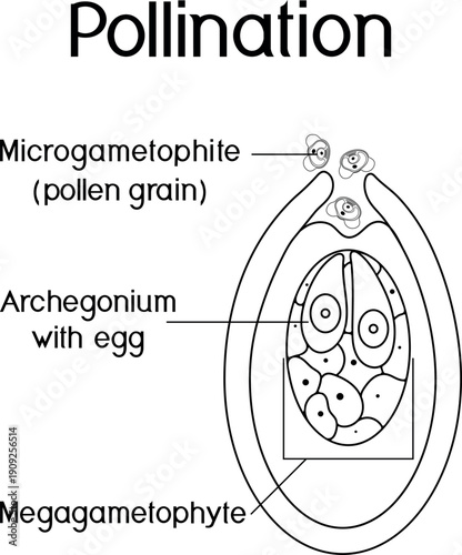 Coloring page with pollination in spruce. Female and male gametophytes on white background	