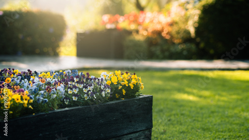 Принти на полотні Colorful pansy flowers in wooden planter box with morning dew and bokeh backgrou