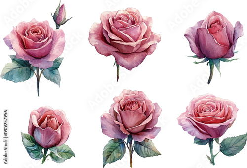 set of roses vector