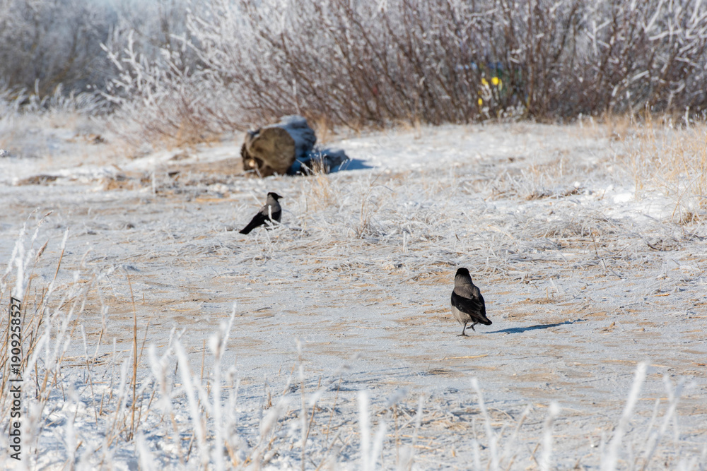 Fototapeta premium wild birds in the wild