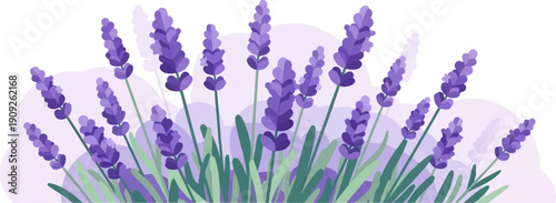 A minimalist illustration of purple lavender blooms with soft, hazy background