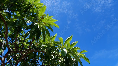 Green Leaves under Blue Sky / 青空に映える緑の葉
