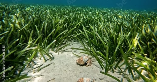 Hermit Crabs on Sandy Path in Underwater Seagrass Meadow with Tropical Fish