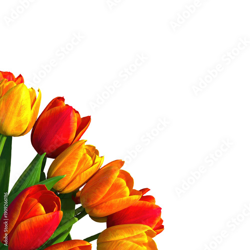 Vibrant tulips in corner against black background
