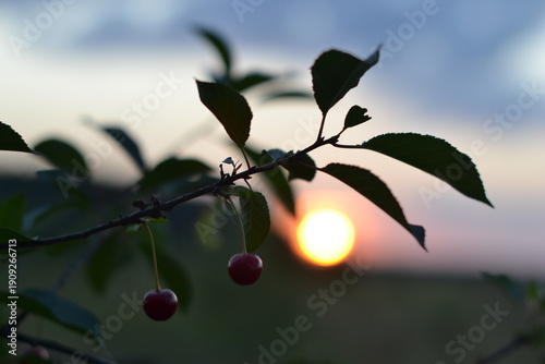 Fotografía Ripe cherries hang on a tree against the backdrop of the setting sun