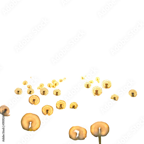 Glowing orbs, yellow, on black, natural beauty