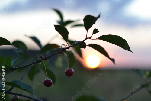 Fotografía Ripe cherries hang on a tree against the backdrop of the setting sun