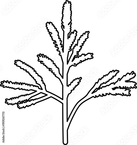 Coloring page with of a spruce sapling with needles.