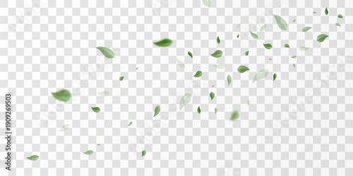 Flying green leaves on transparent  PNG background. Environment and ecology backdrop concept.