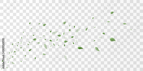 Flying green leaves on transparent  PNG background. Environment and ecology backdrop concept.