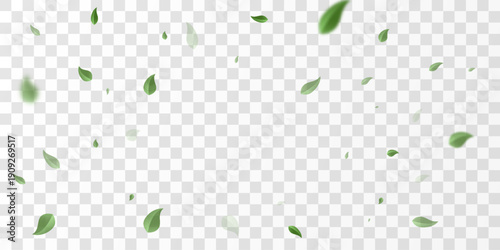 Flying green leaves on transparent  PNG background. Environment and ecology backdrop concept.
