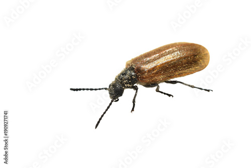 The common hairy beetle is isolated on a PNG background.