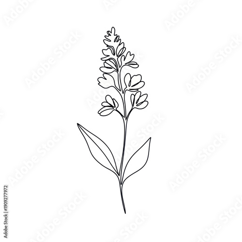 Minimalist single line drawing of a lavender plant, elegant botanical art