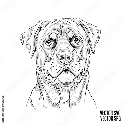 Rottweiler Dog Portrait Sketch - Black and White Line Art