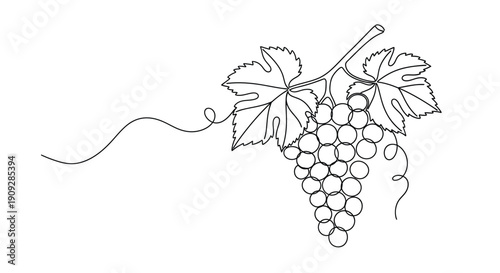 Grapes on Vine - Continuous Line Art