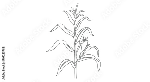 Corn stalk with developing ears, simple line art illustration
