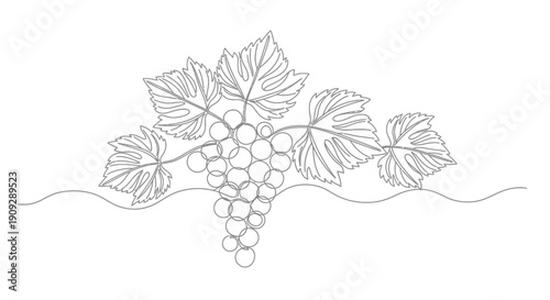 Continuous Line Drawing of Grapes with Leaves