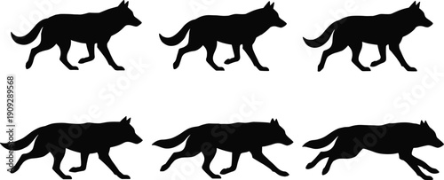 Wolf walking cycle animation sequence, black silhouette wild animal movement frames isolated on white background, flat vector illustration