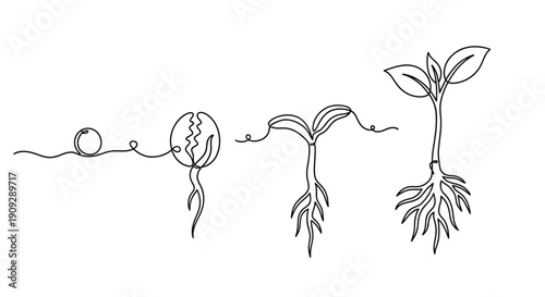 Plant growth stages, seed to seedling to mature plant, nature's development concept