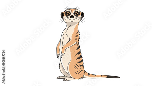 Alert meerkat stands upright on its hind legs looking curiously towards the viewer against a clean and solid white background.