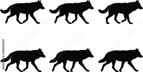 Realistic wolf walking animation frames, black silhouette wild canine motion sequence isolated on white background, flat vector illustration