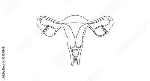 Uterus and Ovaries Line Art Illustration
