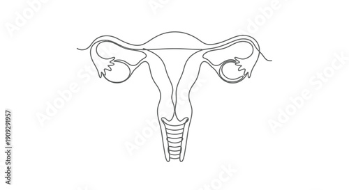 Female Reproductive System Line Art, Anatomical