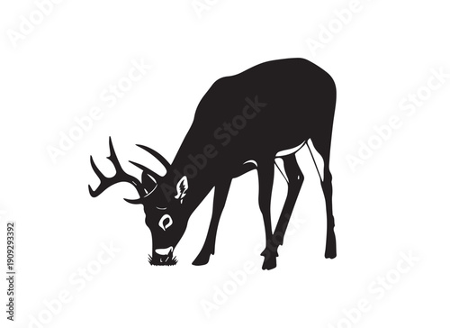 Grazing whitetail deer buck silhouette, black and white wild stag vector illustration