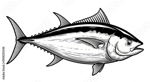 Tuna Fish Illustration, Vintage Style Seafood, Ocean Marine Animal