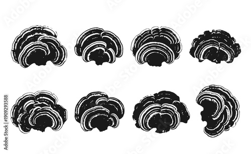 Turkey Tail Mushroom Silhouette Set - Black Fan Shaped Layered Fungi Graphics and Botanical Illustrations Isolated on White
