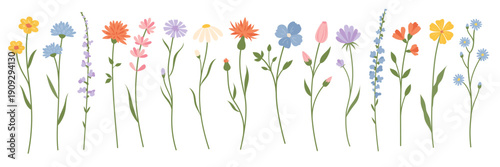 Wildflower set. Flat style. Minimalist botanical element. Isolated spring plant set on white background for nursery design, branding, sticker, textile, packaging and stationery.