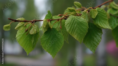 Fresh green leaves on branch