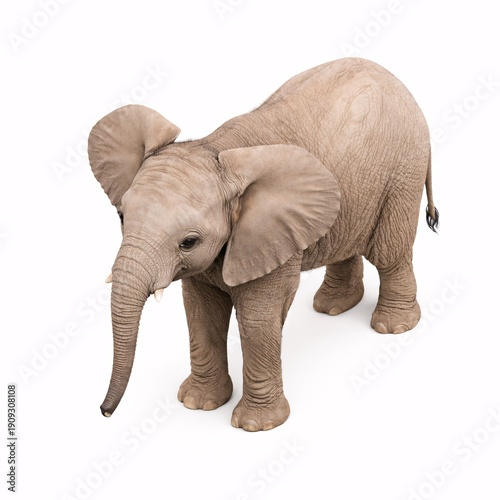 Young Elephant Facing Forward Isolated on White