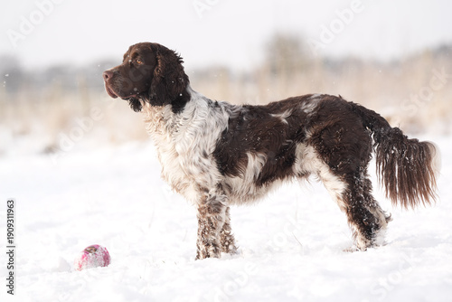 Obraz na plátne English springer spaniel in the snow