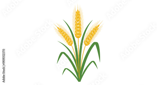 Stalks of golden wheat with long green leaves standing tall on a plain white background representing agriculture, harvest, and farming.