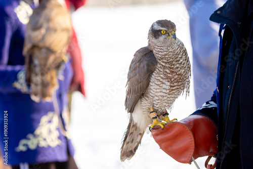 Cuadro en lienzo Falcon hunting