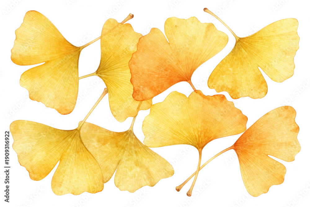 Naklejka premium Ginkgo Leaves In Autumn Colors As Transparent Cut-Out