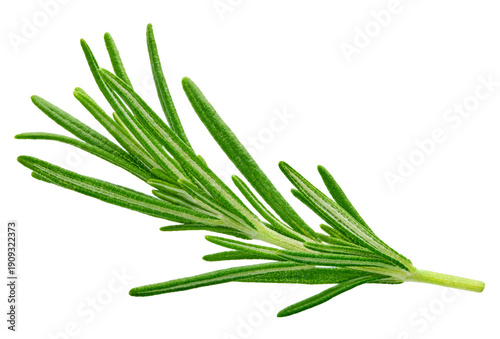 Canvas Print Twig of rosemary on a transparent background. Rosemary with PNG