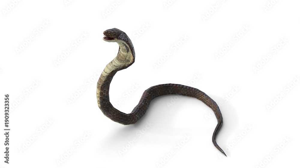 Obraz premium snake attack on white background