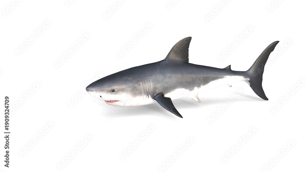 Fototapeta premium swimming great white shark