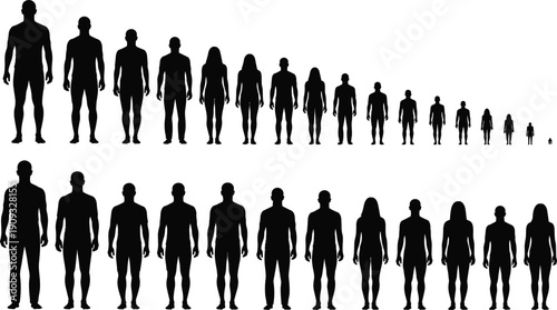 Human growth and height stages silhouette collection showing male and female development from infant to adult for healthcare and education.