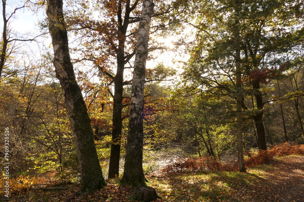 Obraz premium Herbstwald mit Sonne